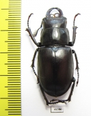 Lucanus subvelutinus  Iran, Mazandaran prov. 39mm - INSECTS-STORE.RU