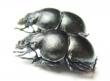 Lethrus karelini, pair  Kazakhstan - INSECTS-STORE.RU