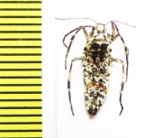 Erannis degoliaria  Russia, Moscow reg. - INSECTS-STORE.RU