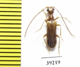 Vesperus jertensis  Spain - INSECTS-STORE.RU