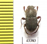 Eurysternus sp.  Peru - INSECTS-STORE.RU