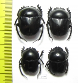 Scarabaeus sp.  South Africa Rep. - INSECTS-STORE.RU