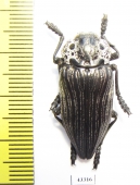 Capnodis parumstriata  Tajikistan - INSECTS-STORE.RU