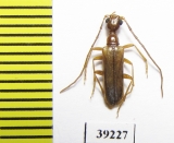 Vesperus jertensis  Spain - INSECTS-STORE.RU