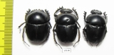 Scarabaeus sp.  South Africa Rep. - INSECTS-STORE.RU