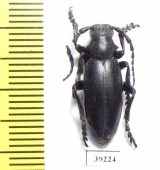 Dorcadion aethiops  Romania - INSECTS-STORE.RU