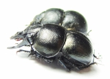Lethrus karelini, pair  Kazakhstan - INSECTS-STORE.RU