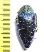 Polybothris sumptuosa gemma  Madagascar - INSECTS-STORE.RU