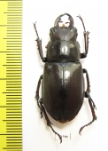 Lucanus subvelutinus  Iran, Mazandaran prov. 39mm - INSECTS-STORE.RU