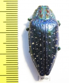 Polybothris sumptuosa gemma  Madagascar - INSECTS-STORE.RU