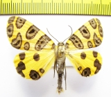 Pantherodes conglomerata  Peru - INSECTS-STORE.RU