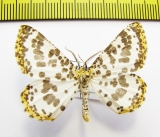 Diaprepesilla flavomarginaria  Russia, Far East - INSECTS-STORE.RU