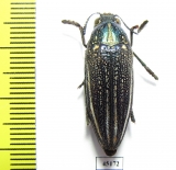 Amblysterna natalensis  Zimbabwe - INSECTS-STORE.RU