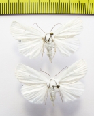 Noctuidae sp.  Russia, Far East - INSECTS-STORE.RU