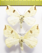 Geometridae sp.  Russia, Far East - INSECTS-STORE.RU