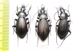 Carabus (Morphocarabus) wulffiusi, pair  Russia, Far East - INSECTS-STORE.RU