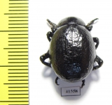 Timarcha sp.  Morocco - INSECTS-STORE.RU