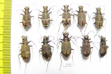 Cicindela hybrida, pair  Russia, Tver reg. - INSECTS-STORE.RU
