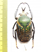 Megalorrhina harrisi procera  Congo  39mm - INSECTS-STORE.RU