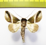 Noctuidae sp.  Philippines - INSECTS-STORE.RU