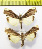 Geometridae sp.  Peru - INSECTS-STORE.RU