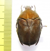 Protaetia rubrocuprea  Thailand - INSECTS-STORE.RU