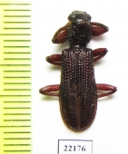 Cleridae sp.  Australia - INSECTS-STORE.RU