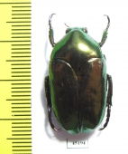 Thaumastopeus striatus  Indonesia, Java - INSECTS-STORE.RU