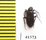 Meloidae sp.  South Africa Rep. - INSECTS-STORE.RU