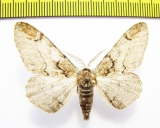 Geometridae sp.  Russia, Far East - INSECTS-STORE.RU