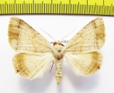 Noctuidae sp.  Namibia - INSECTS-STORE.RU