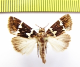 Noctuidae sp.  Philippines - INSECTS-STORE.RU
