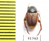 Hopliini sp.  South Africa Rep. - INSECTS-STORE.RU