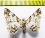 Geometridae sp.  Philippines - INSECTS-STORE.RU