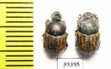 Onthophagus haroldi, pair  Uzbekistan - INSECTS-STORE.RU