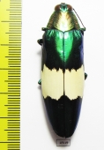 Chrysochroa saundersii maruyamai  Malaysia - INSECTS-STORE.RU