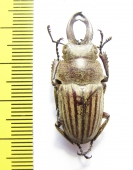 Odontolabis striatus  Indonesia, Sumatra  33mm - INSECTS-STORE.RU