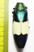 Chrysochroa saundersii maruyamai  Malaysia - INSECTS-STORE.RU