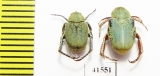 Hopliini sp., pair  South Africa Rep. - INSECTS-STORE.RU