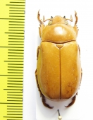 Rutelinae sp.  Ecuador - INSECTS-STORE.RU