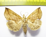 Calyptra lata  Russia, Far East - INSECTS-STORE.RU