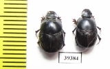 Onthophagus glasunovi  Uzbekistan - INSECTS-STORE.RU