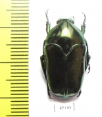 Ischiopsopha arouensis  Indonesia, Kei Besar isl. - INSECTS-STORE.RU