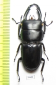 Dorcus reichei  Myanmar 44mm - INSECTS-STORE.RU