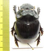 Dichotomius sp.  Peru - INSECTS-STORE.RU