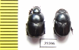 Onthophagus glasunovi  Uzbekistan - INSECTS-STORE.RU