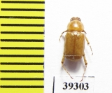 Schizonycha sp.  Iran, Sistan prov. - INSECTS-STORE.RU