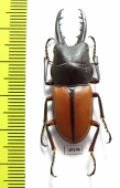 Prosopocoilus bruijni pelengensis  Indonesia, Peleng isl. - INSECTS-STORE.RU