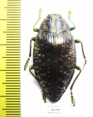 Polybothris navicularis  Madagascar - INSECTS-STORE.RU