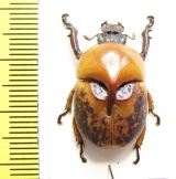 Peperonota harringtoni  Thailand - INSECTS-STORE.RU